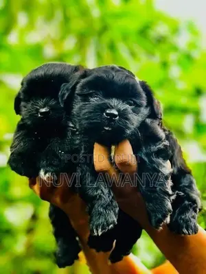 Shih Tzu Puppy