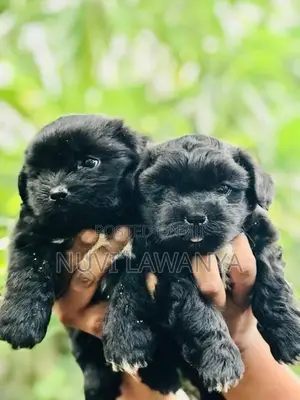 Shih Tzu Puppy