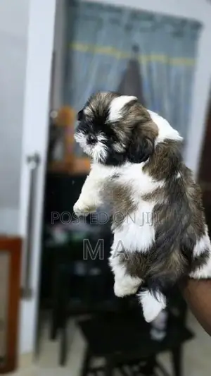 Shih Tzu Puppies