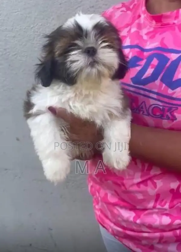 Shih Tzu Puppy