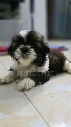 Shih Tzu Puppies
