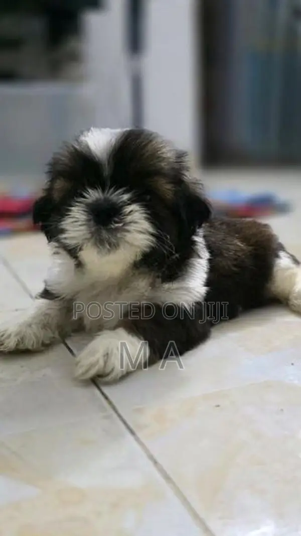 Shih Tzu Puppies