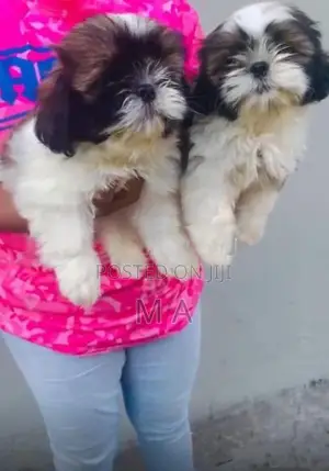 Shih Tzu Puppy