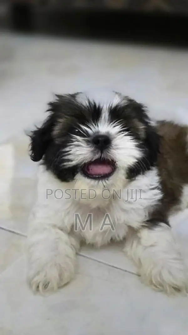 Shih Tzu Puppies