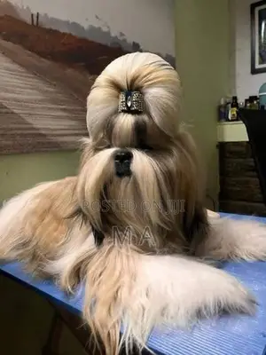 Shih Tzu Puppy