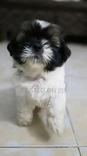Shih Tzu Puppies