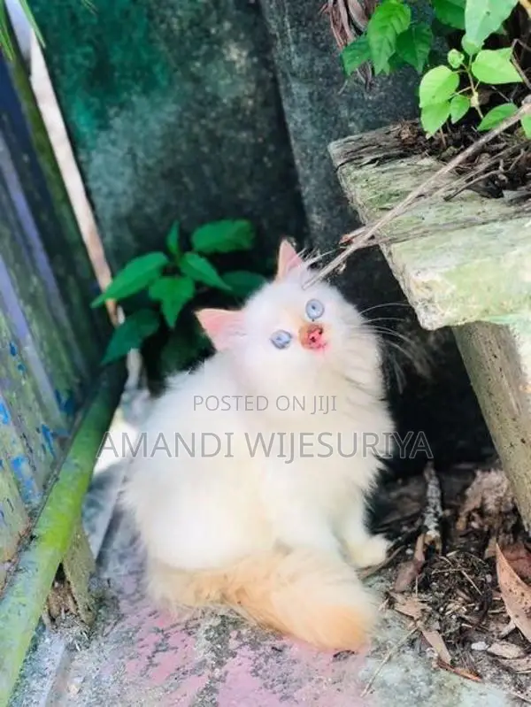 Persian Kittens