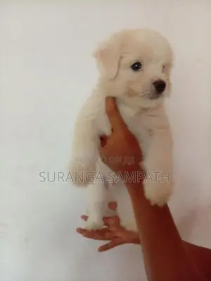 Tibetan Terrier Puppies
