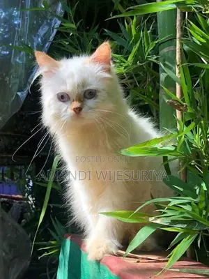 Persian Kittens