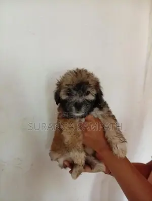 Tibetan Terrier Puppies