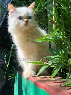 Persian Kittens