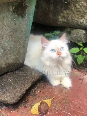 Persian Kittens