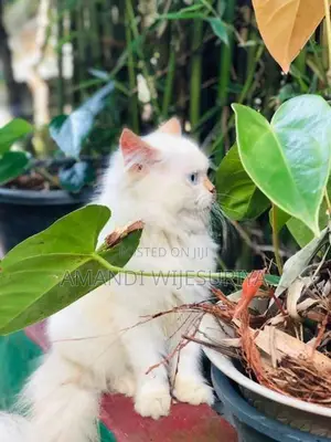 Persian Kittens