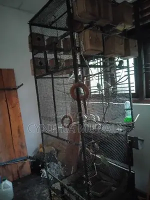 7ft Cage with Love Birds