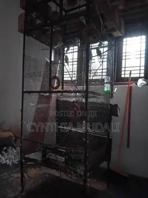 7ft Cage with Love Birds