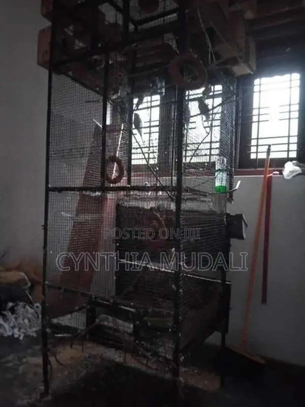 7ft Cage with Love Birds