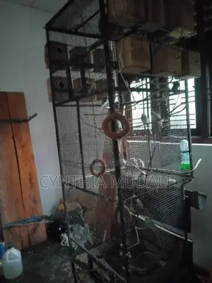 7ft Cage with Love Birds