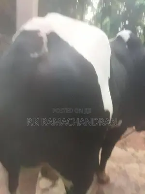 Farm Cows