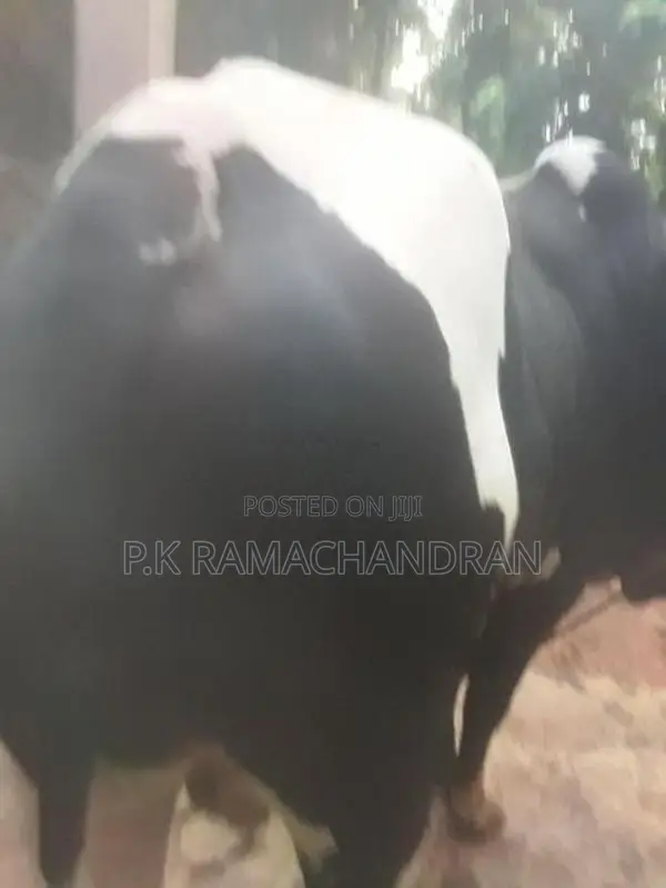 Farm Cows