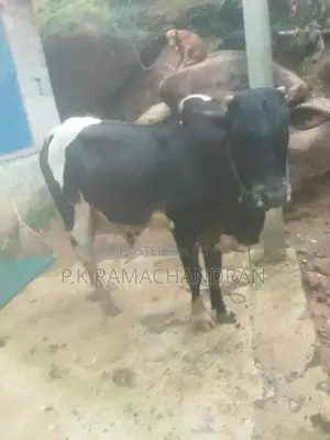 Farm Cows