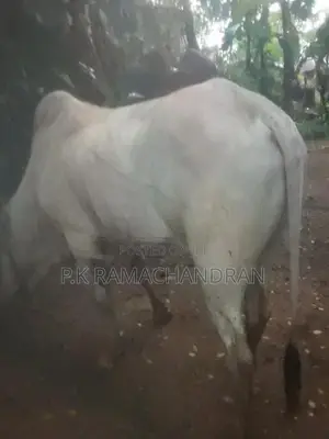 Farm Cows