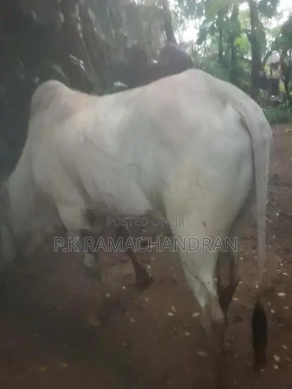 Farm Cows