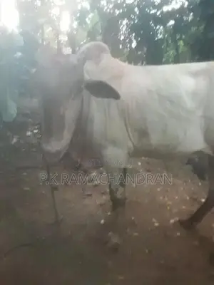 Farm Cows