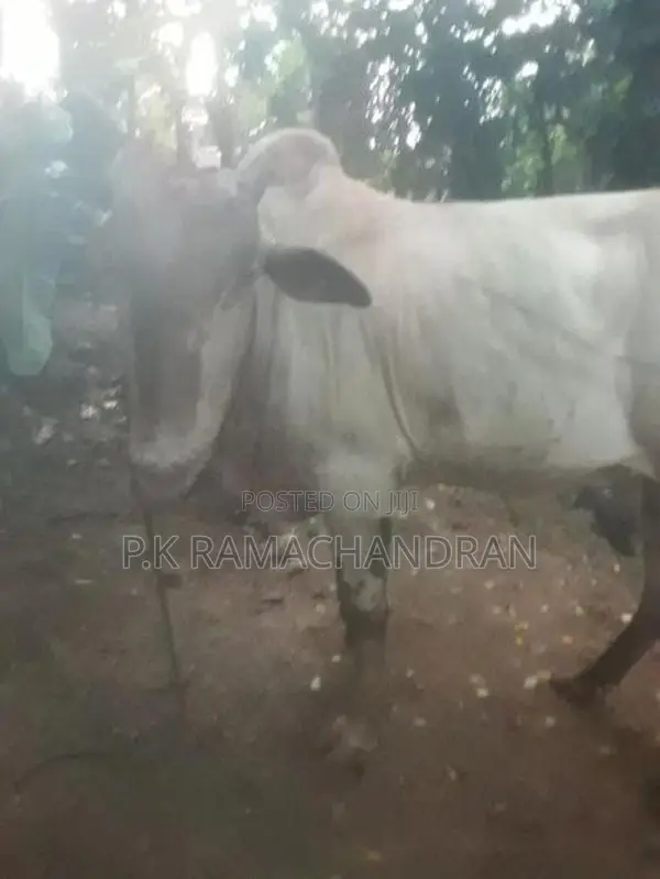Farm Cows