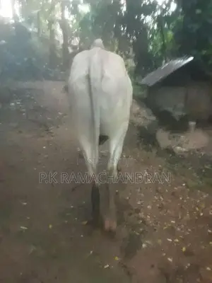 Farm Cows