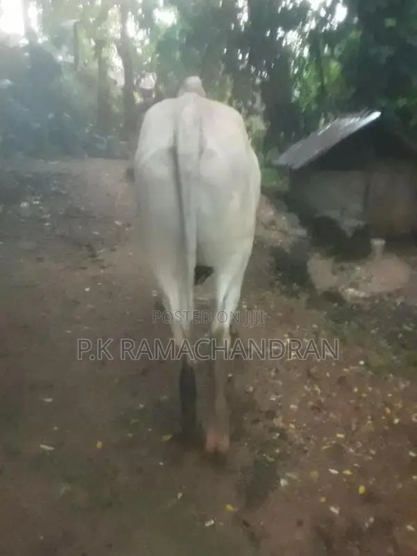 Farm Cows