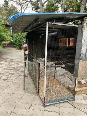 Birds Cage