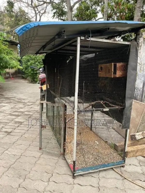 Birds Cage
