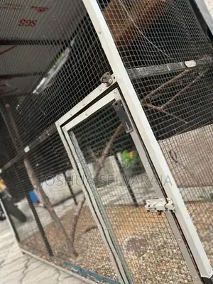 Birds Cage