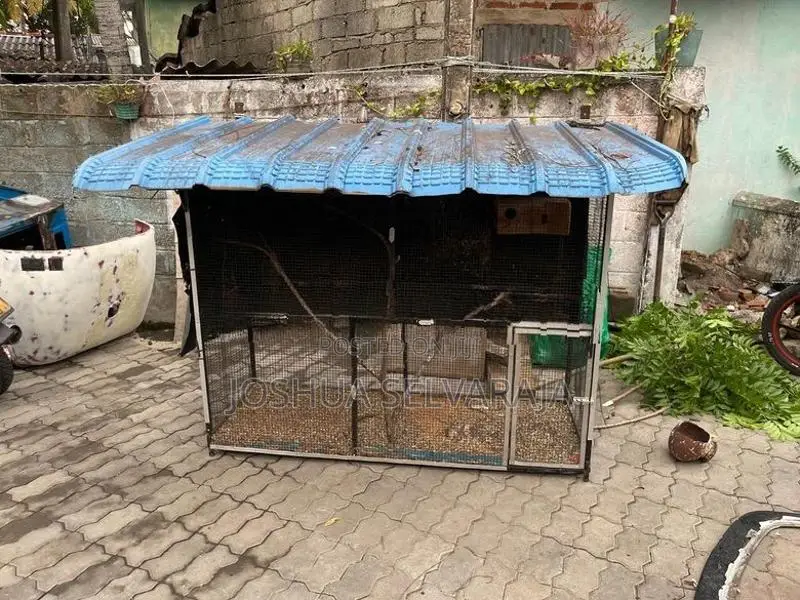 Birds Cage