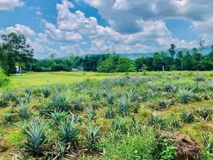 Commercial Land in Eheliyagoda