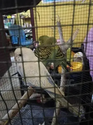 Budgies Bird