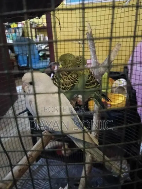 Budgies Bird