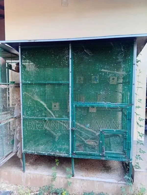 Love Bird Cages