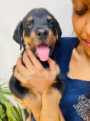 Rottweiler Puppy