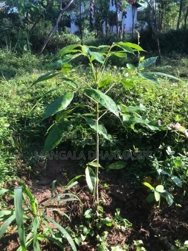 රොබොරෝසියා පැළ