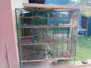 Love Bird Cages