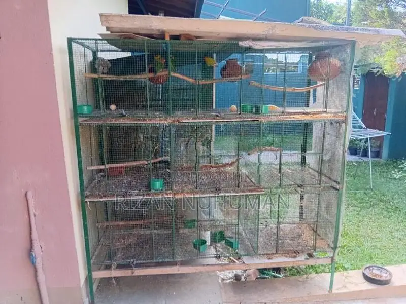 Love Bird Cages