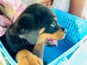Rottweiler Puppy