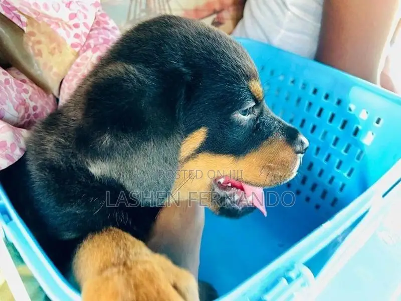 Rottweiler Puppy