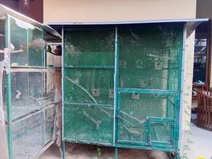 Love Bird Cages