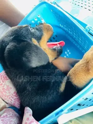 Rottweiler Puppy