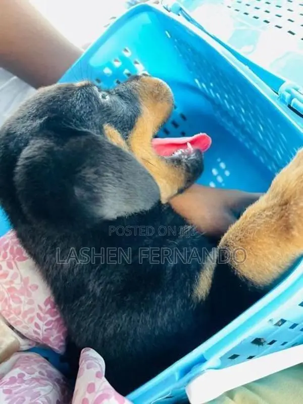 Rottweiler Puppy