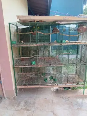 Love Bird Cages