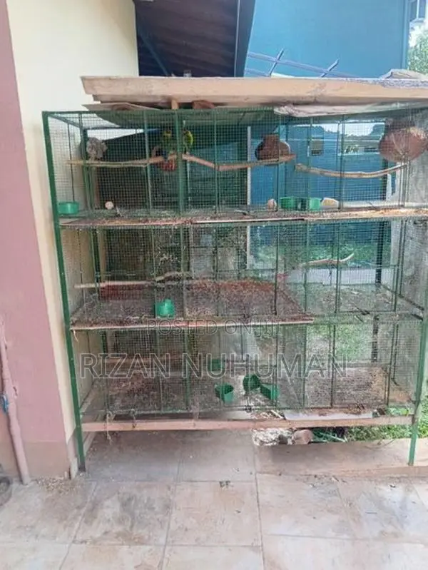Love Bird Cages