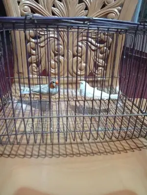 Fingers Birds